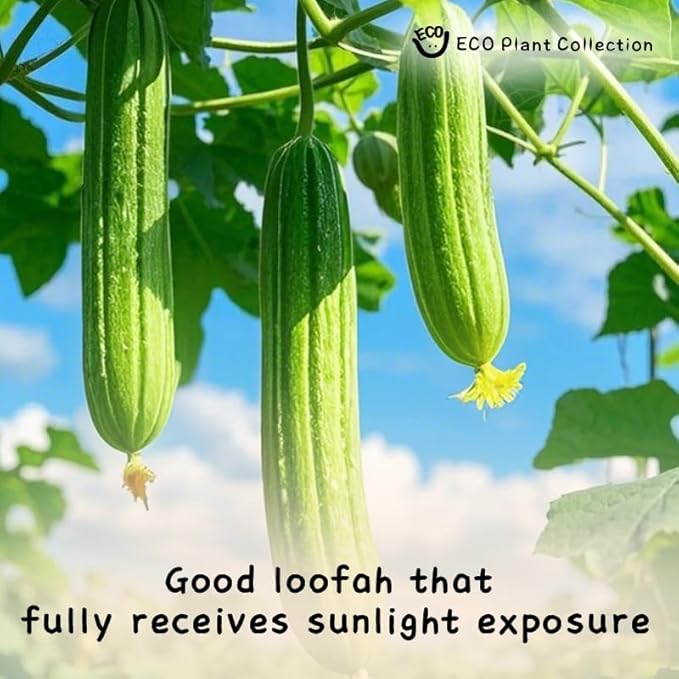 Oval Natural Loofah Bath-Sponge-3 Count, Exfoliating Body Scrubber for Women and Men,Exfoliate & Soothe Face & Body, Biodegradable Fashion Storage Bag