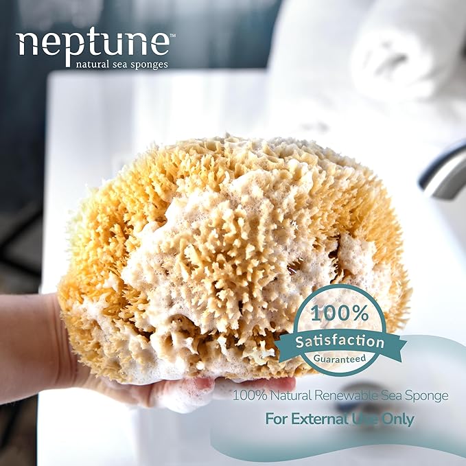 Neptune Caribbean Sea Sponge, Extra Extra Large, Approx. 8-9 inches
