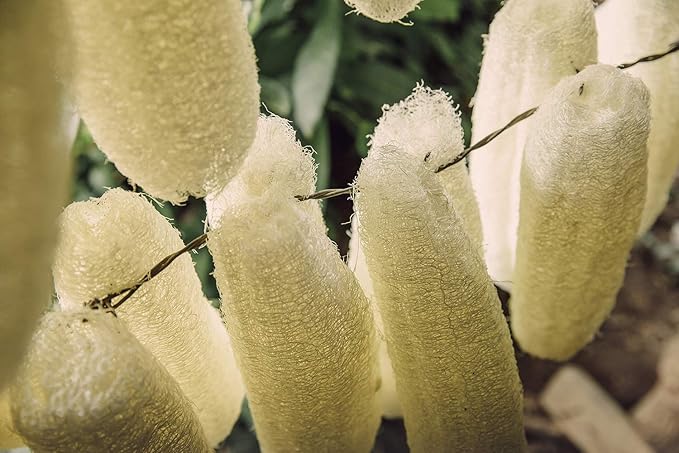 FAAY 4 Pcs Premium Natural Exfoliating Loofah Sponge: 6" Eco-friendly Unbleached Luffa Body Scrubber Rejuvenating Your Skin for Men and Women. Paraben Free Bath Sponge, Shower Loofah