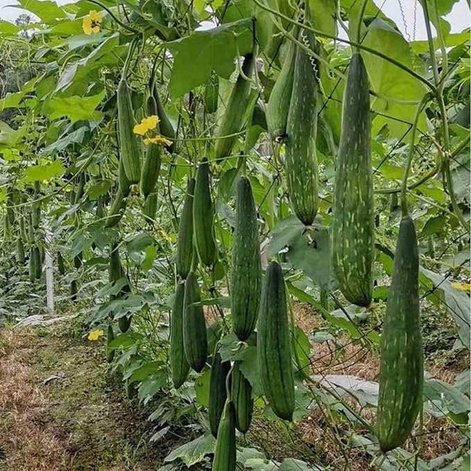 Back Loofah Scrub Loofah Sponge Long Handle Loofah Shower Bath Brush On a Stick Body Scrub Brush Scrubber Loofah Exfoliating Body Eco-Friendly Sponge