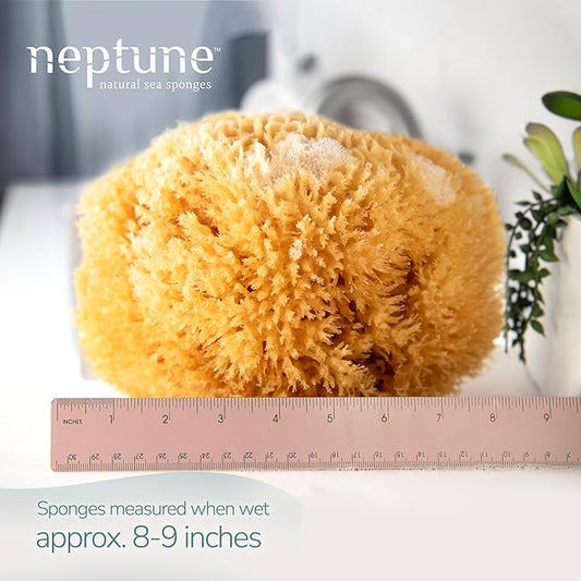Neptune Caribbean Sea Sponge, Extra Extra Large, Approx. 8-9 inches