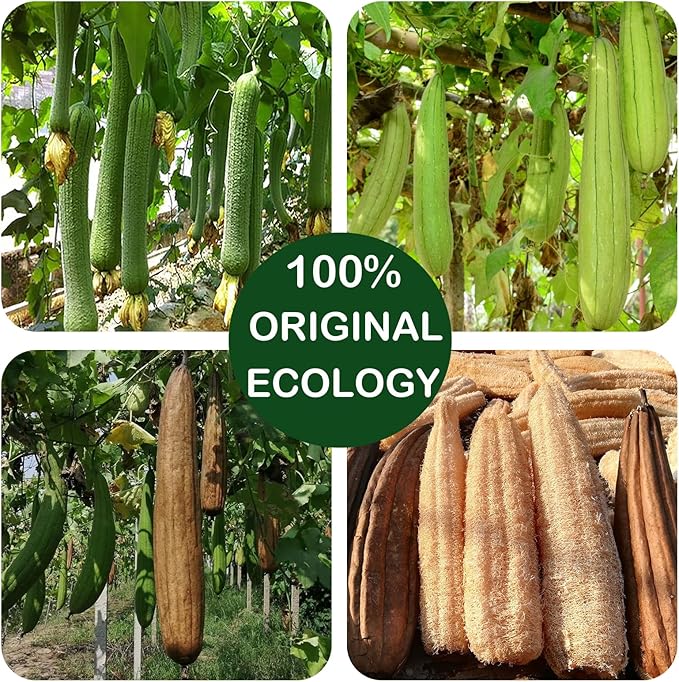 (3 PCS) Natural Loofah Sponge Exfoliating Body Scrubber,Made with Eco-Friendly and Biodegradable Shower Luffa Sponge, Loofah for Women and Men,with Rust-Proof Hook， Beige，11x16cm